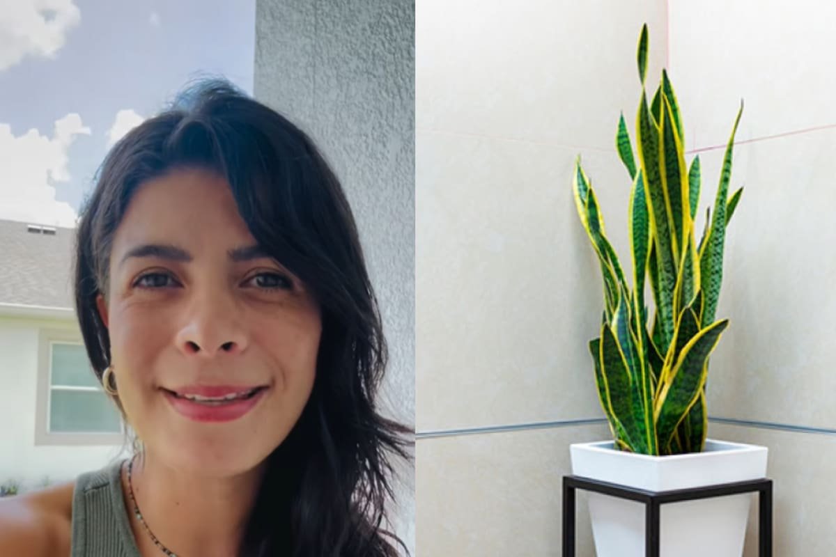 La lengua de suegra: una planta con propiedades purificadoras y espirituales