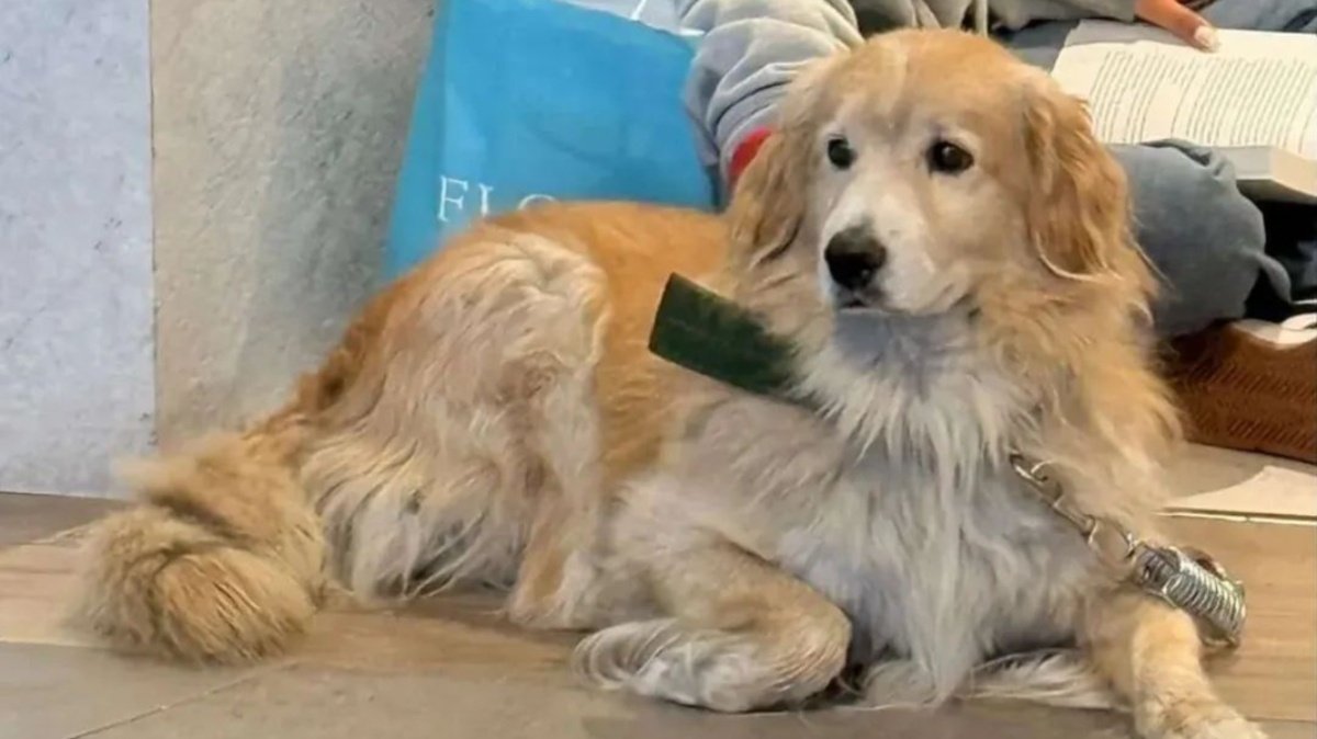 Familia del perro que murió electrocutado en Viña del Mar presenta querella en contra de Ripamonti y de la empresa a cargo de la mantención del alumbrado público