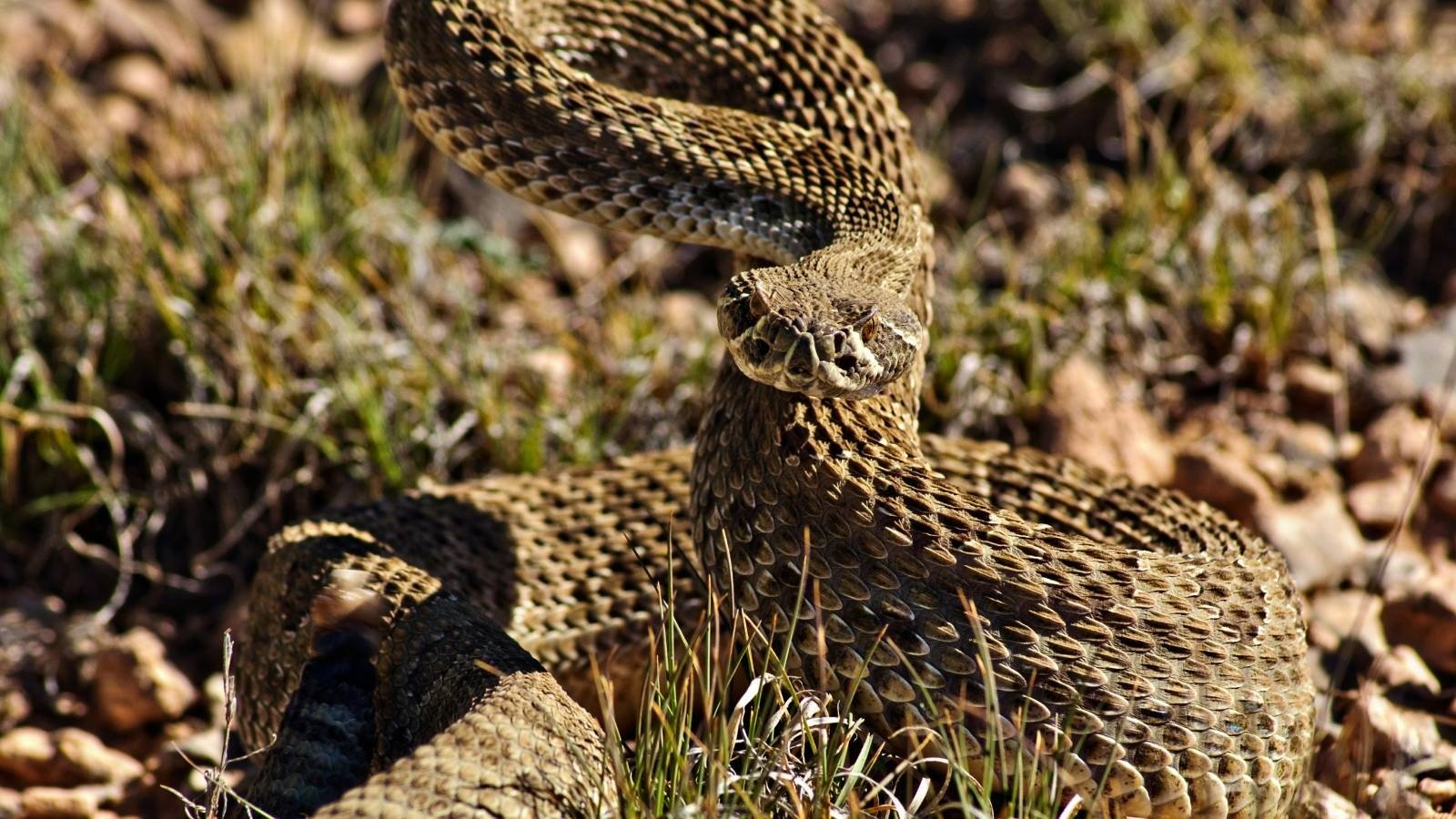 SAG busca a peligrosa serpiente de cascabel que fue avistada por vecino de San Antonio: “No existen antídotos en Chile”