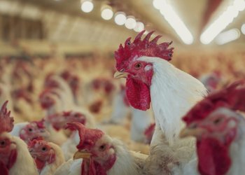 Negocio de 200 millones de dólares: detectan el segundo caso de gripe aviar en Buenos Aires y siguen suspendidas las exportaciones de productos avícolas