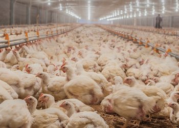 Confirman caso de influenza aviar en una granja comercial y Argentina volvió a cerrar sus exportaciones