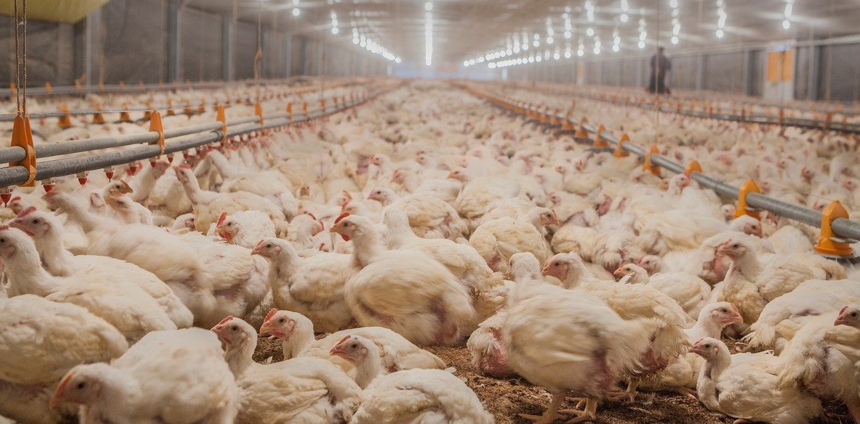 Confirman caso de influenza aviar en una granja comercial y Argentina volvió a cerrar sus exportaciones