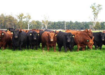 Cuáles son las exigencias productivas para exportar carne a Estados Unidos