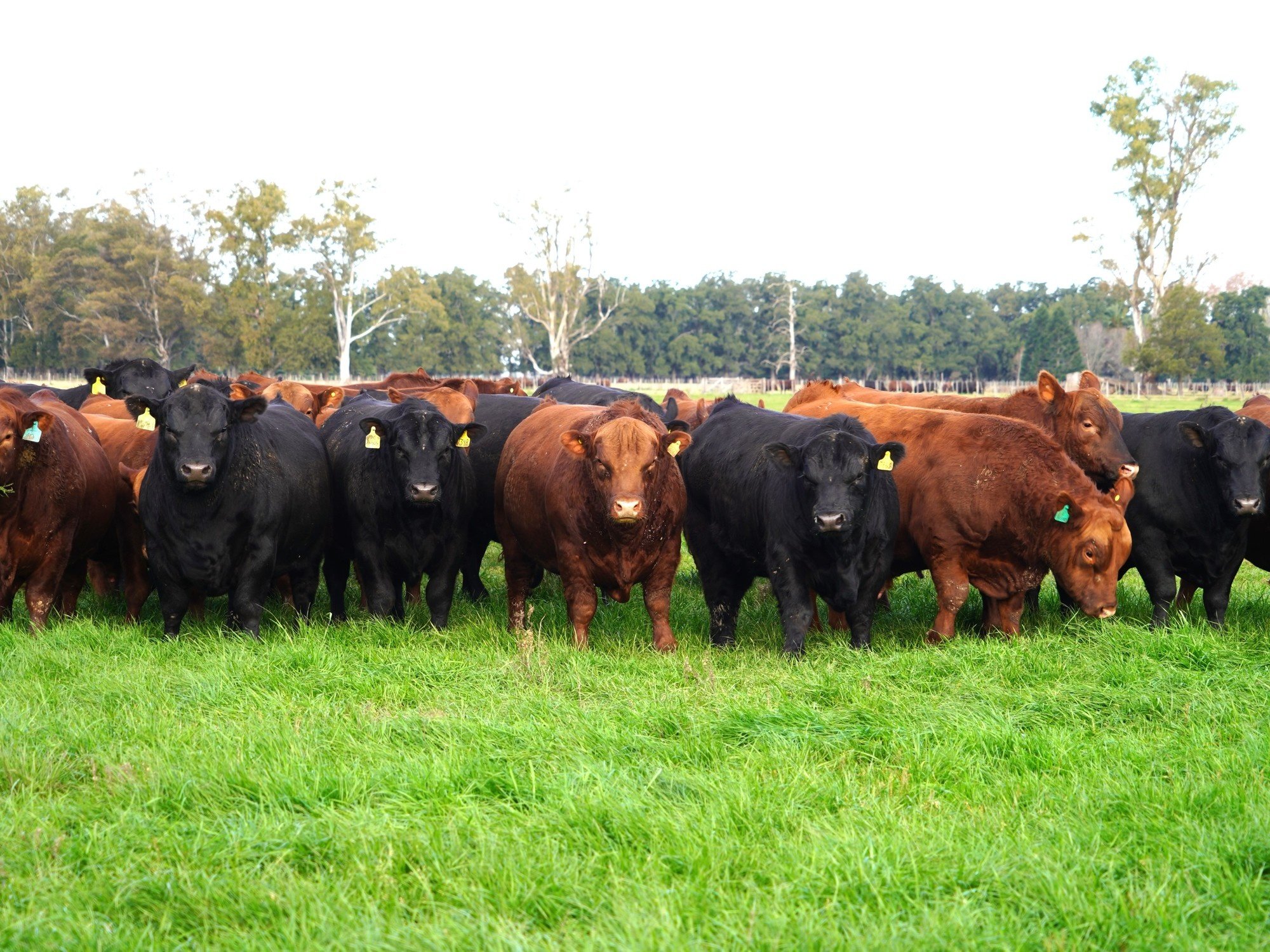 Cuáles son las exigencias productivas para exportar carne a Estados Unidos