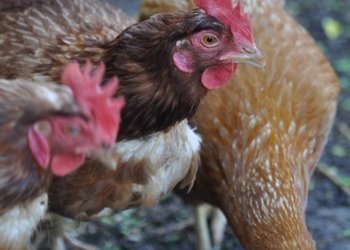 La influenza aviar llegó a la Patagonia: detectan un caso en aves de traspatio en Río Negro