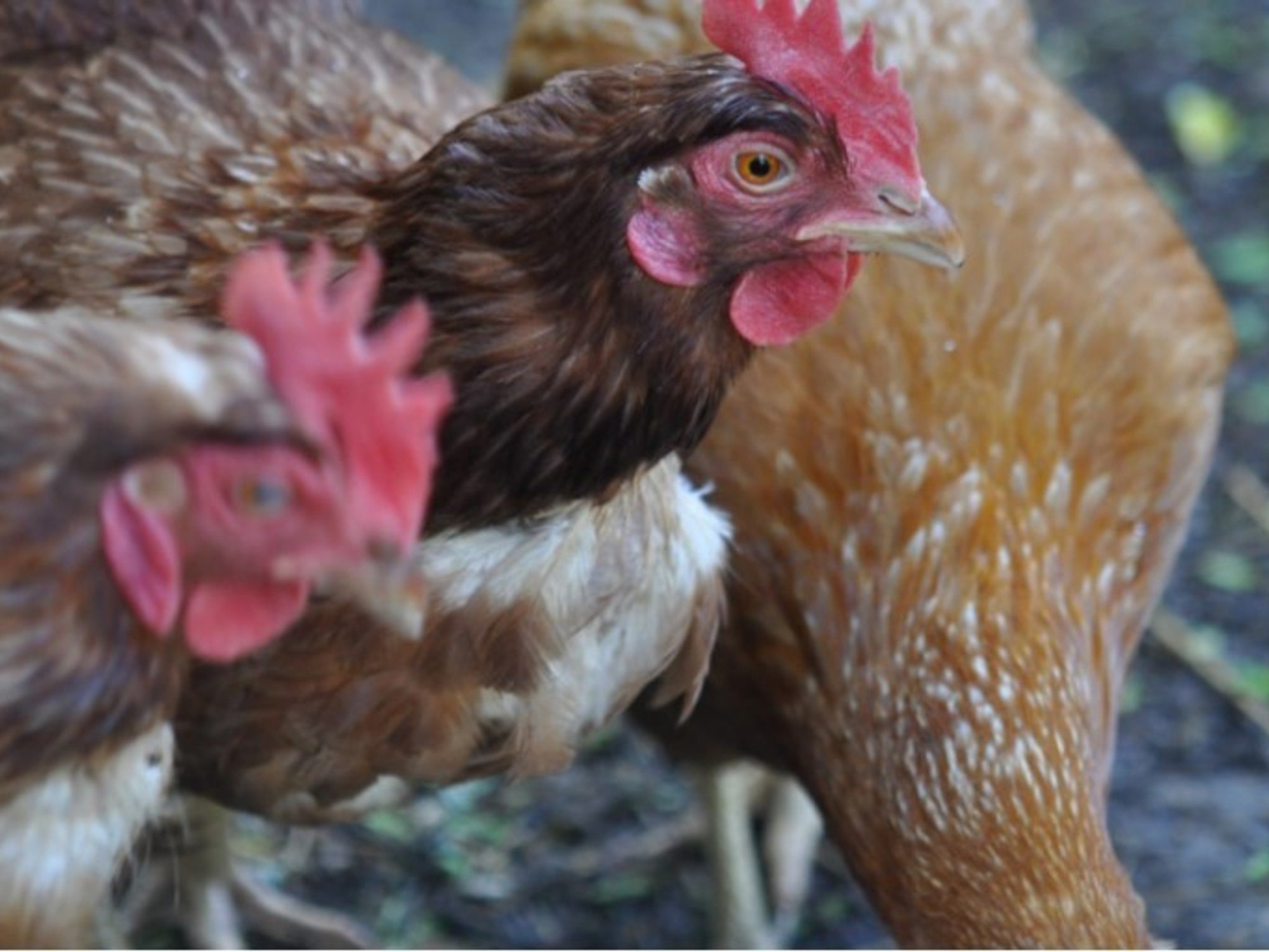 La influenza aviar llegó a la Patagonia: detectan un caso en aves de traspatio en Río Negro