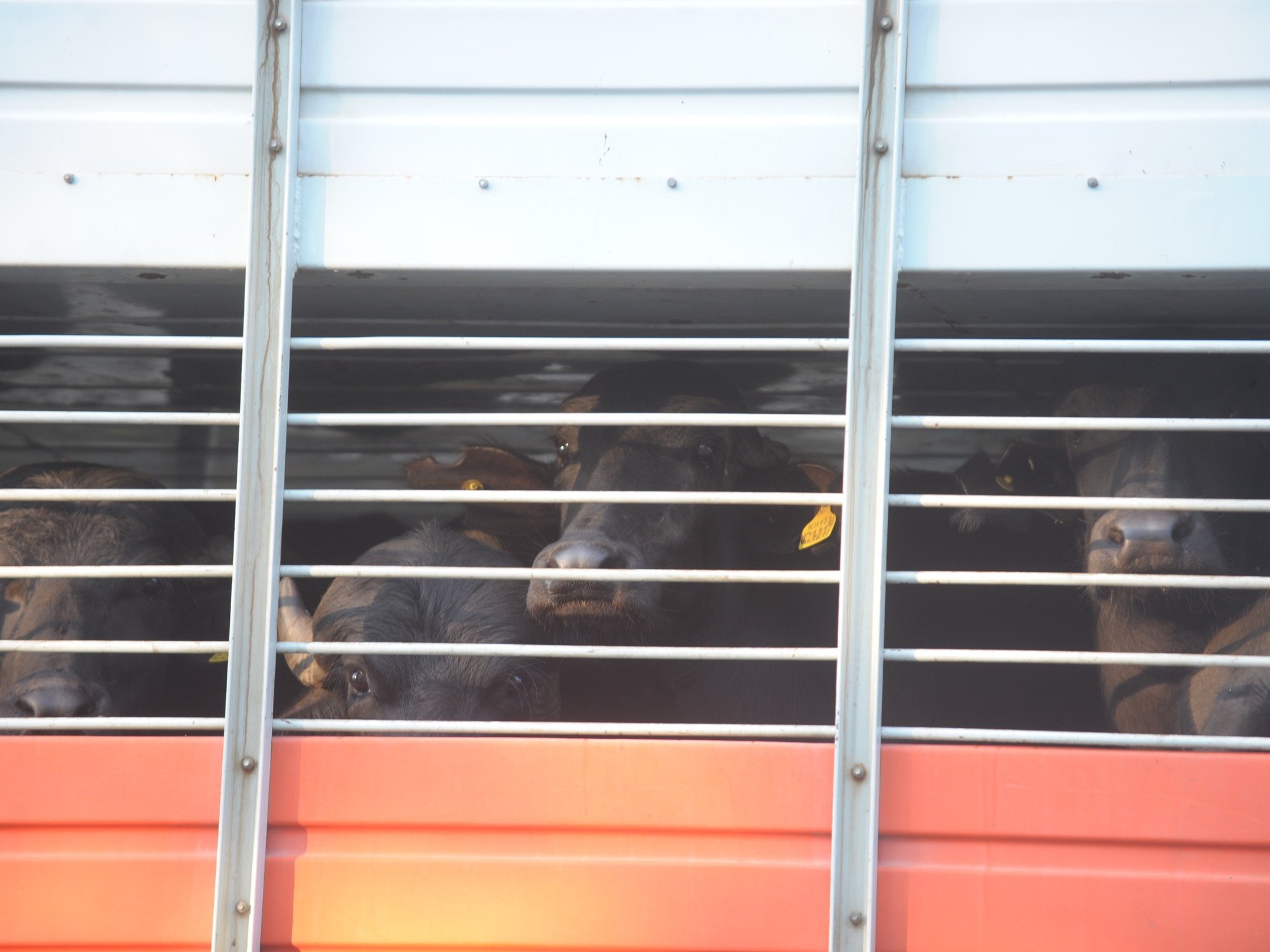 Un legislador cordobés presentó un proyecto para eliminar el cobro de las guías ganaderas en la provincia