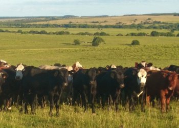 Crecen las recrías, mejora la ecuación del feedlot y nuevos actores se suman a la ganadería