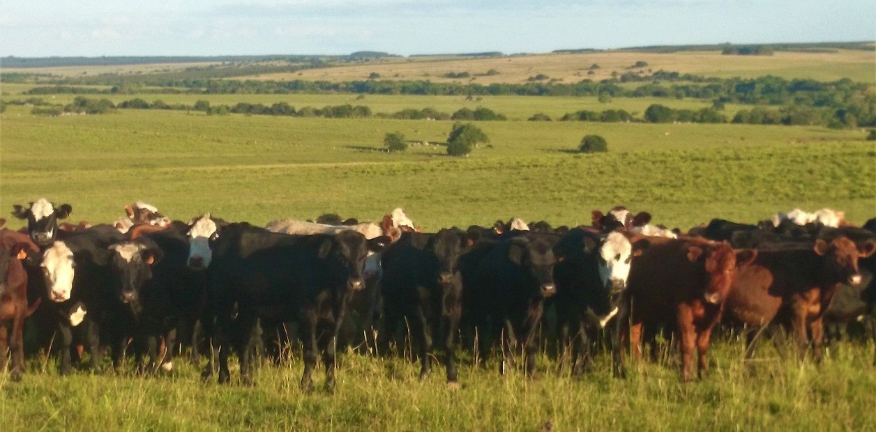 Crecen las recrías, mejora la ecuación del feedlot y nuevos actores se suman a la ganadería