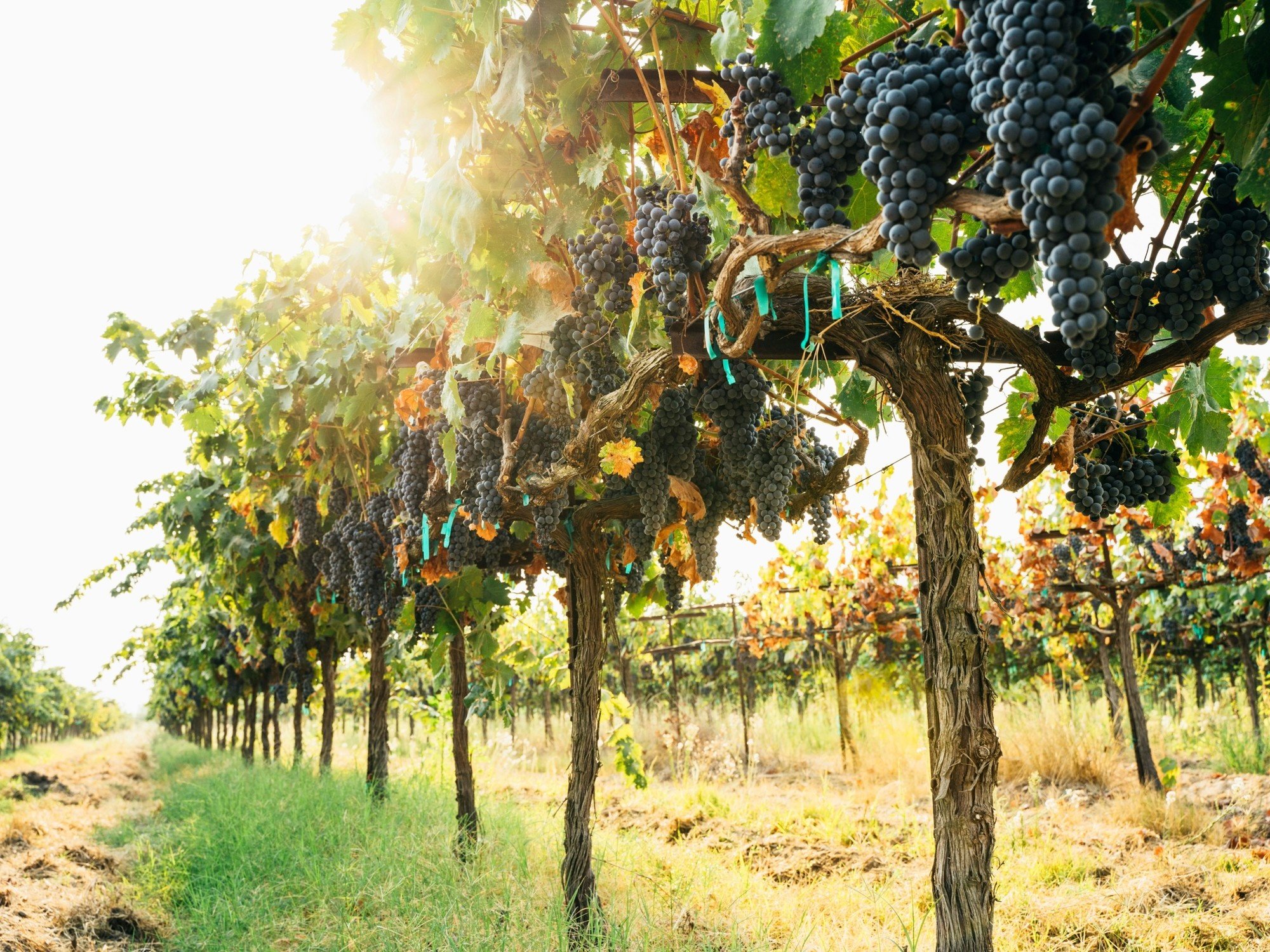 “No da la ecuación”: en 10 años desaparecieron casi 3.700 viñedos en el país y el área dedicada a la producción de vid se redujo un 12%