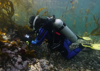 “Es una especie relativamente poco común y poco conocida”: Publican primer registro en Chile de la “alga abanico” en Tierra del Fuego