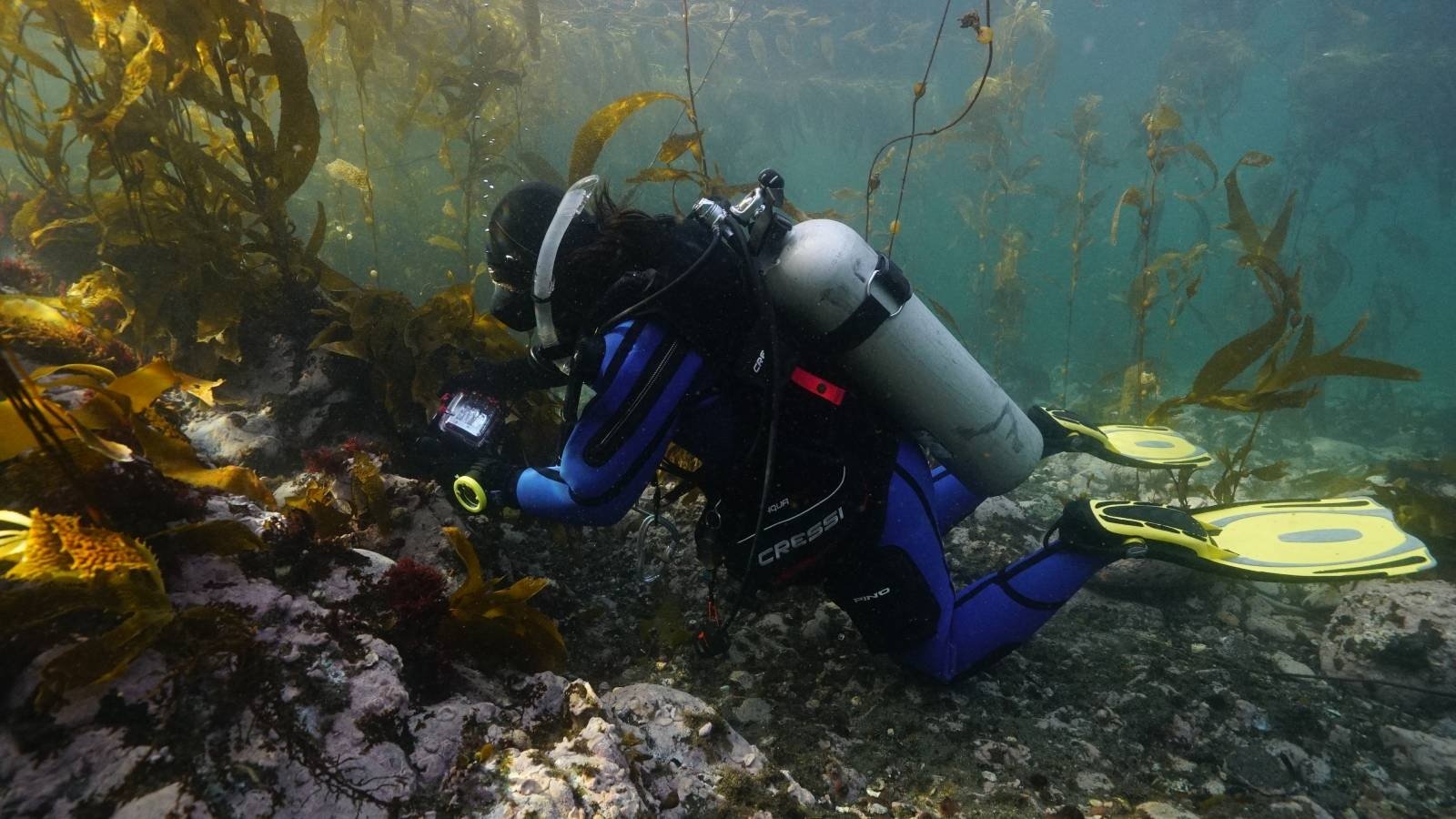 “Es una especie relativamente poco común y poco conocida”: Publican primer registro en Chile de la “alga abanico” en Tierra del Fuego