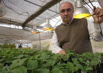 A 30 años del gran hito de la soja, los rindes no crecen