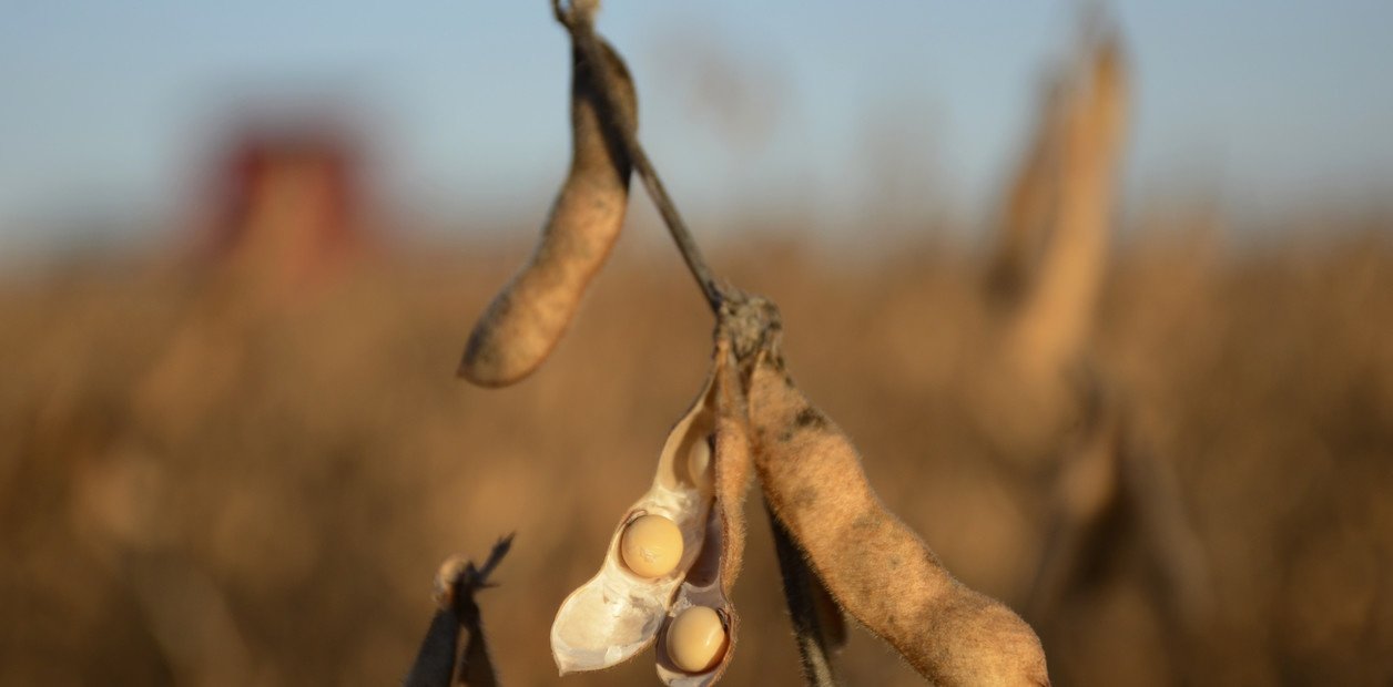 ¿Se viene el próximo salto? La soja desafía la oferta récord y mira a China