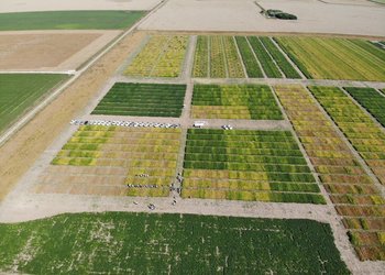 El conocimiento sojero argentino se expande y da un salto de calidad