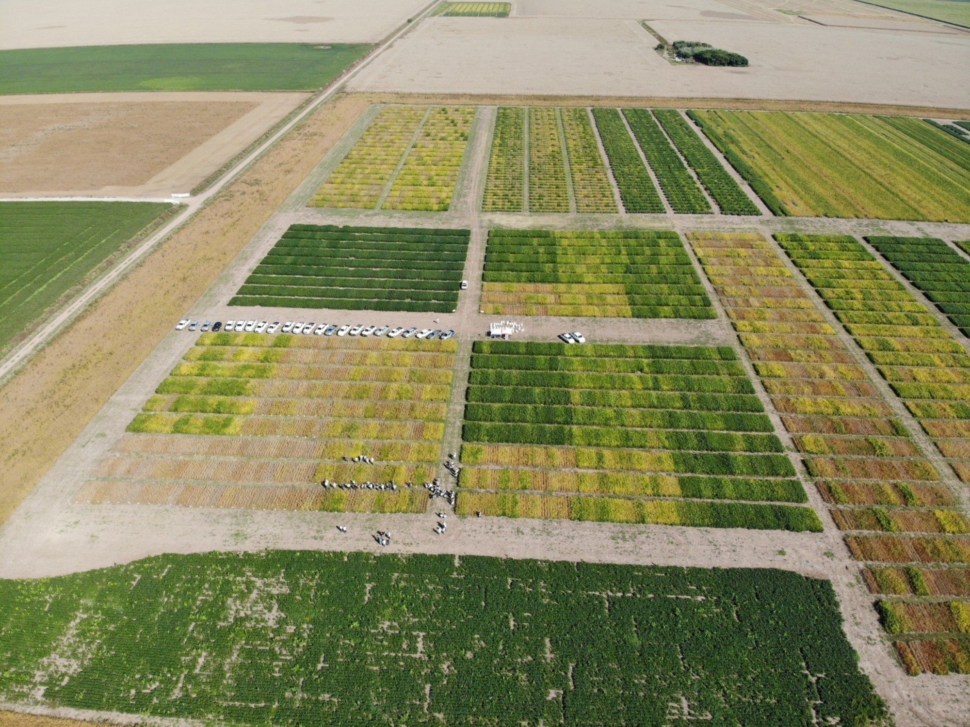 El conocimiento sojero argentino se expande y da un salto de calidad