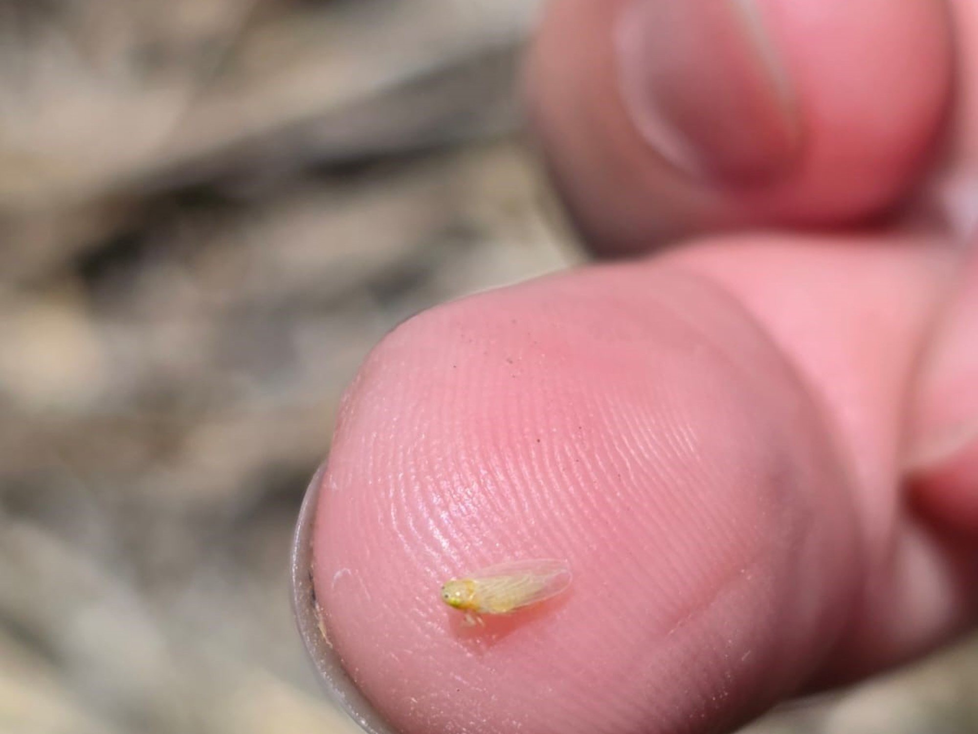 La chicharrita sigue avanzando a lo largo del país, pero aseguran que su infectividad es casi nula