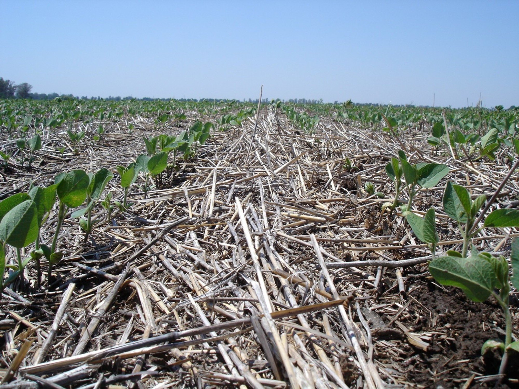 Claves para conducir la soja de segunda tras un trigo con récord de producción
