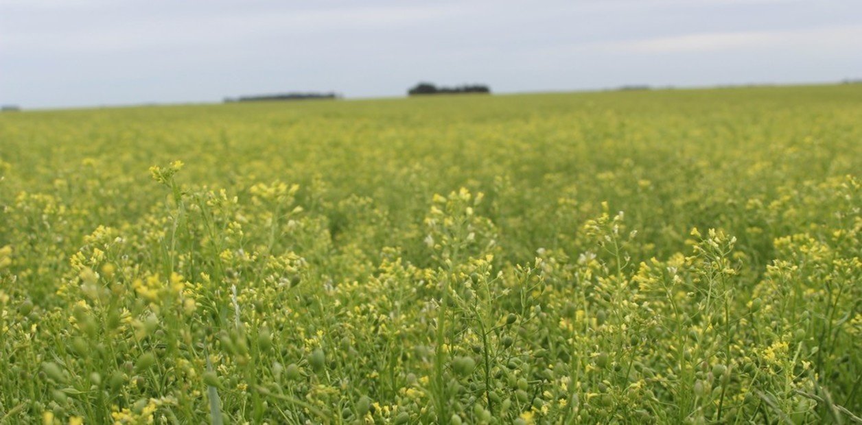 La camelina busca su lugar en el agro argentino