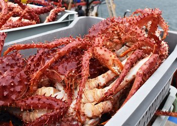 Dueño de embarcación en Punta Arenas fue multado con $97 millones por pescar sin permisos centolla magallánica: tenía botes de transporte, no de pesca