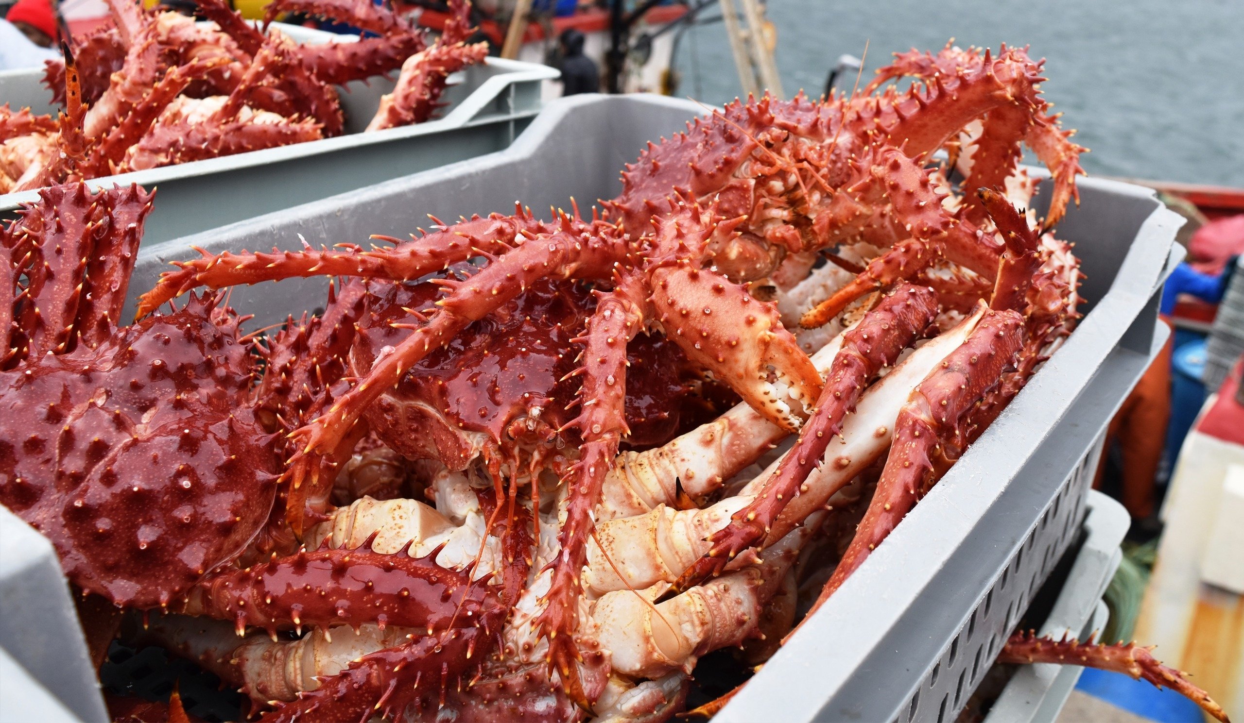 Dueño de embarcación en Punta Arenas fue multado con $97 millones por pescar sin permisos centolla magallánica: tenía botes de transporte, no de pesca