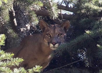 “Estamos frente a un hecho extremadamente grave”: SAG presenta denuncia ante Fiscalía tras hallazgo de puma baleado en el Cajón del Maipo