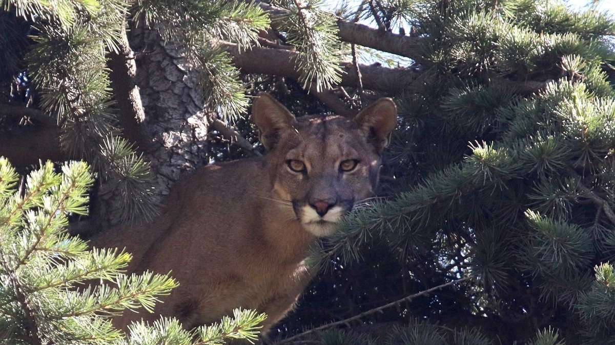 “Estamos frente a un hecho extremadamente grave”: SAG presenta denuncia ante Fiscalía tras hallazgo de puma baleado en el Cajón del Maipo