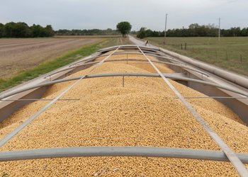 El mercado de la soja registró un fuerte repunte: reacción a señales políticas y se renueva el foco en la demanda china