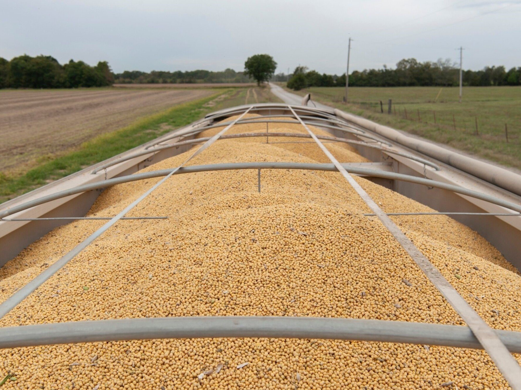 El mercado de la soja registró un fuerte repunte: reacción a señales políticas y se renueva el foco en la demanda china