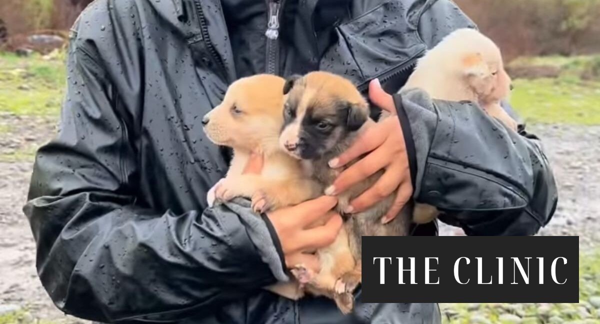 La historia del rescate de nueve cachorros de menos de un mes que quedaron atrapados en la ribera del Maipo durante desalojo preventivo por crecida del río