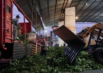"Abre una nueva puerta": se realizó el primer embarque de yerba mate argentina a China