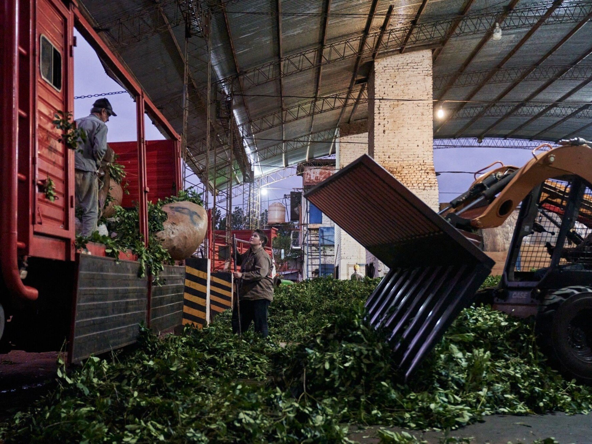 "Abre una nueva puerta": se realizó el primer embarque de yerba mate argentina a China