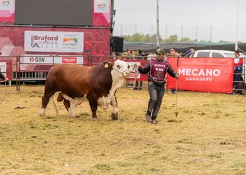 Braford vuelve a apostar por Expoagro para seguir avanzando