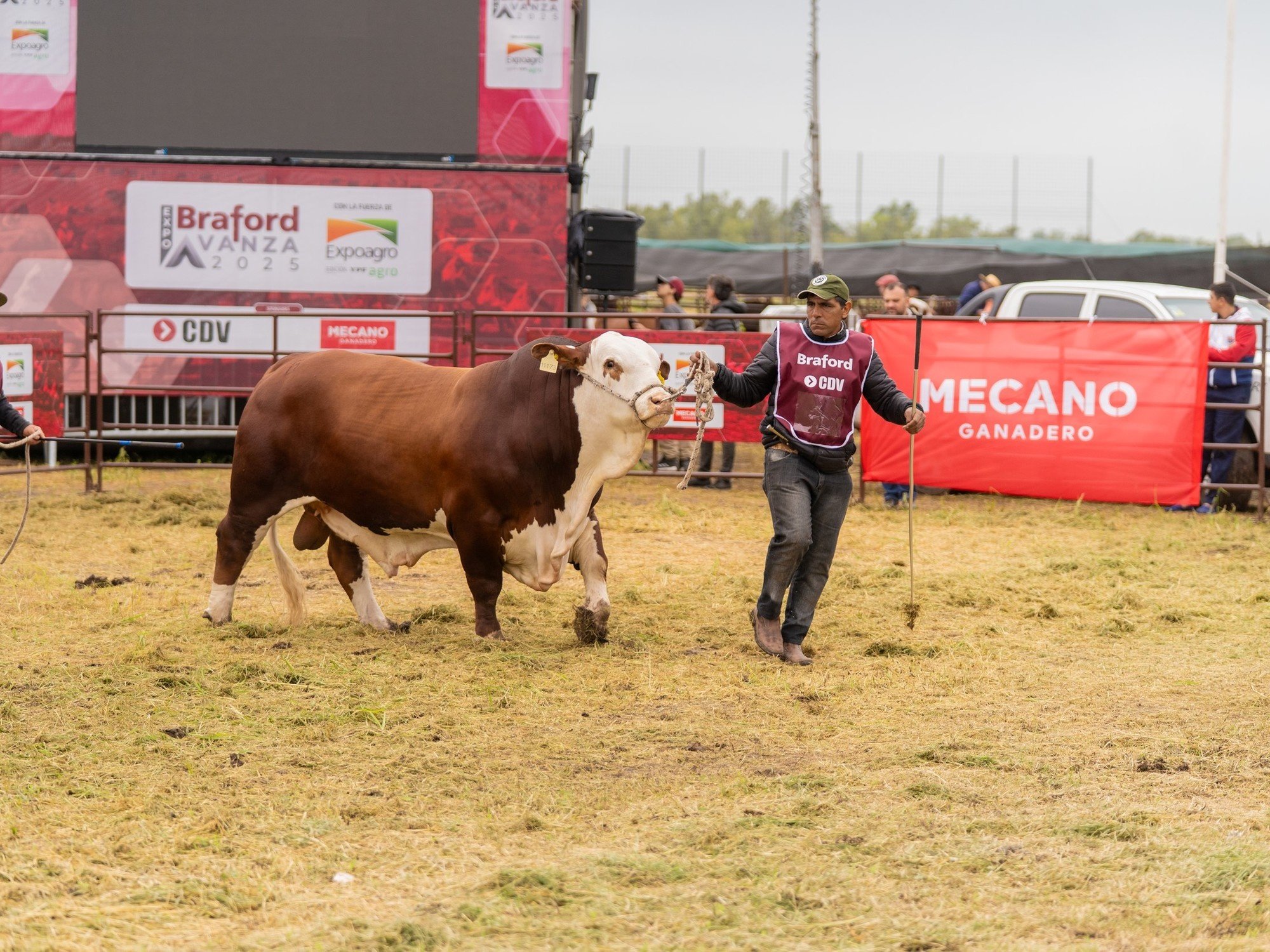 Braford vuelve a apostar por Expoagro para seguir avanzando