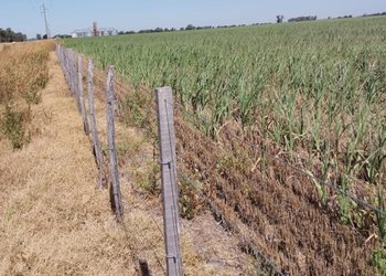 Clima: se prevén lluvias desparejas en las zonas agrícolas y fuerte vaivén térmico