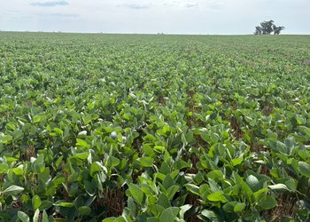 Proyectan una merma de 600 mil toneladas de soja en la principal región agrícola