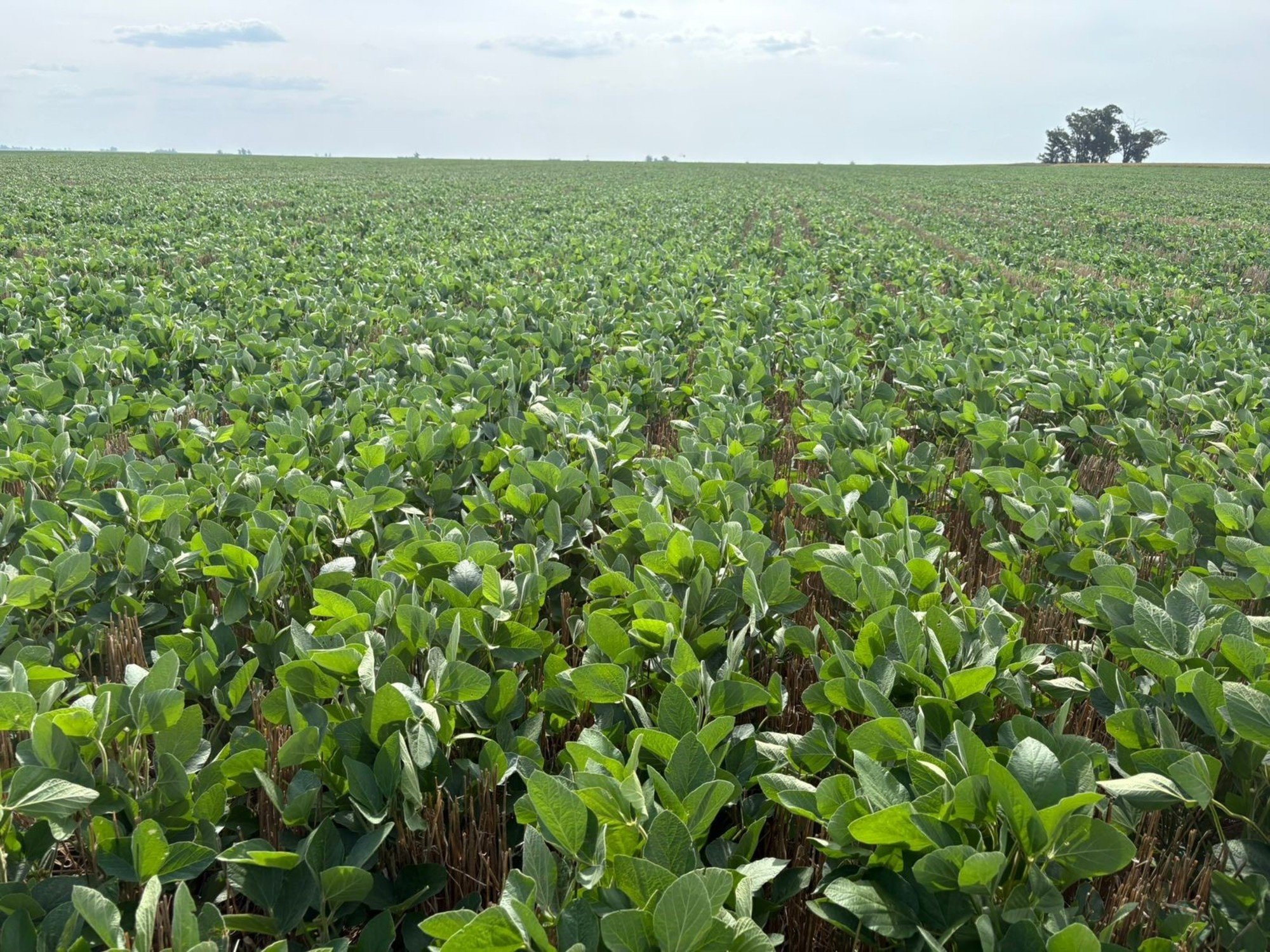 Proyectan una merma de 600 mil toneladas de soja en la principal región agrícola