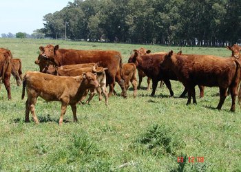 El rodeo vacuno no repunta y limitaría limitaría la producción de carne por lo menos en 2026 y 2027