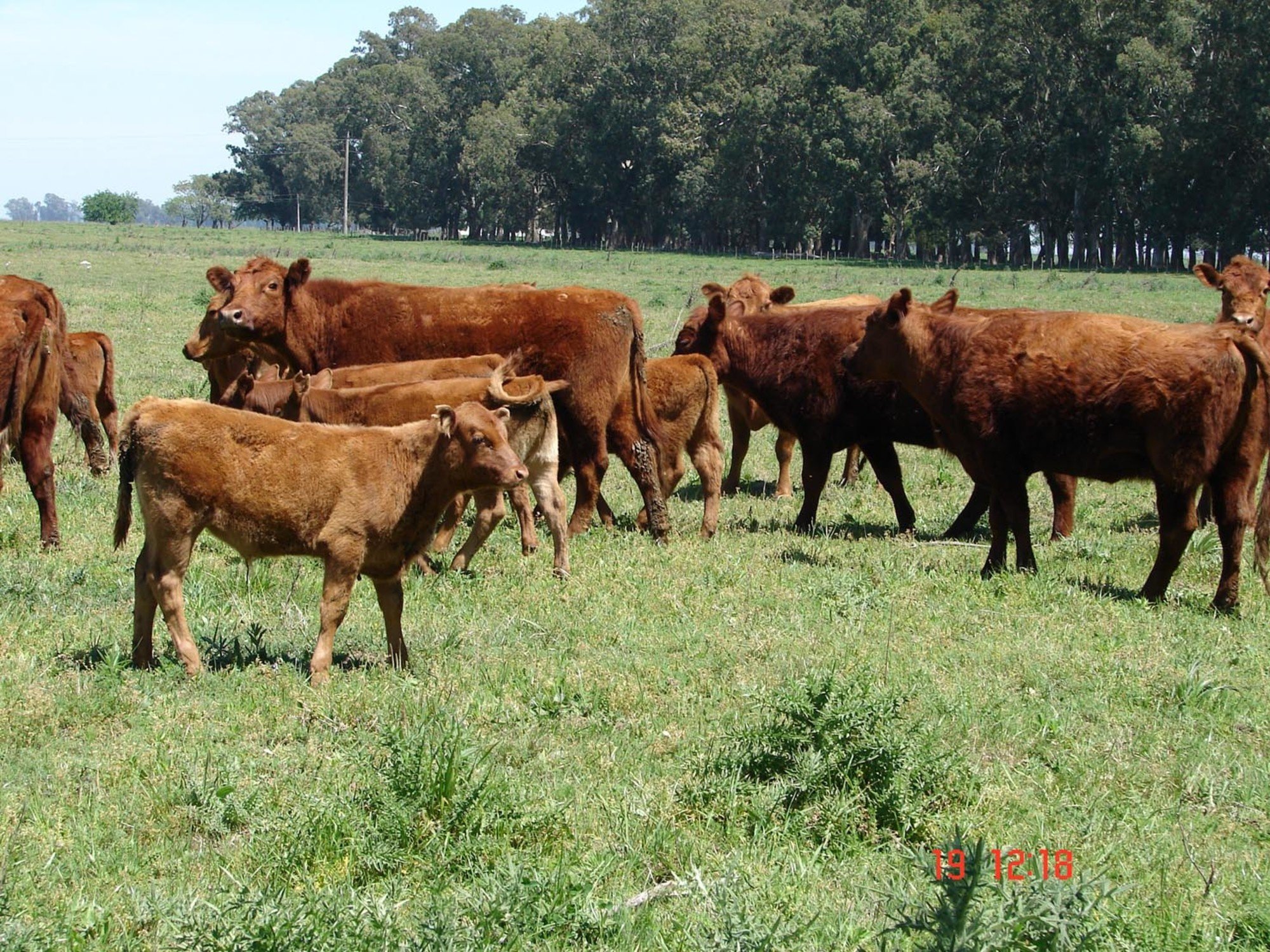 El rodeo vacuno no repunta y limitaría limitaría la producción de carne por lo menos en 2026 y 2027