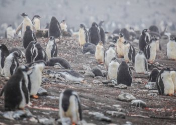 “Esto es un punto de inicio”: Adaptan aplicación de inteligencia artificial para monitorear al pingüino barbijo en Antártica