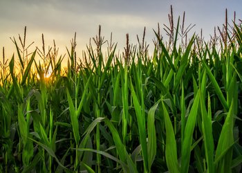 Se despeja el horizonte hacia una cosecha récord