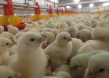 Europa reabrió su mercado para la carne aviar argentina