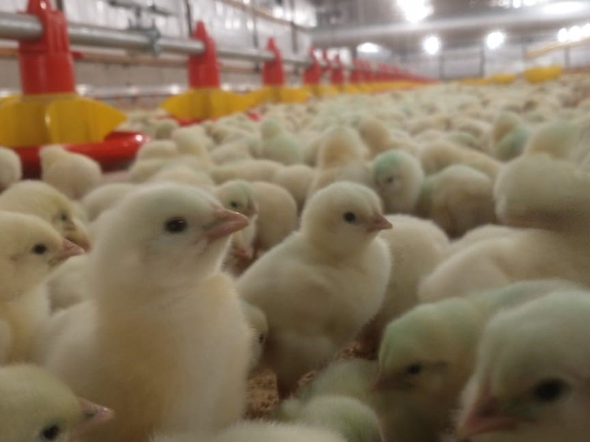 Europa reabrió su mercado para la carne aviar argentina