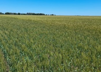 De la mano de los cereales, el uso de fertilizantes creció 3% en 2025 y superó las 5 millones de toneladas