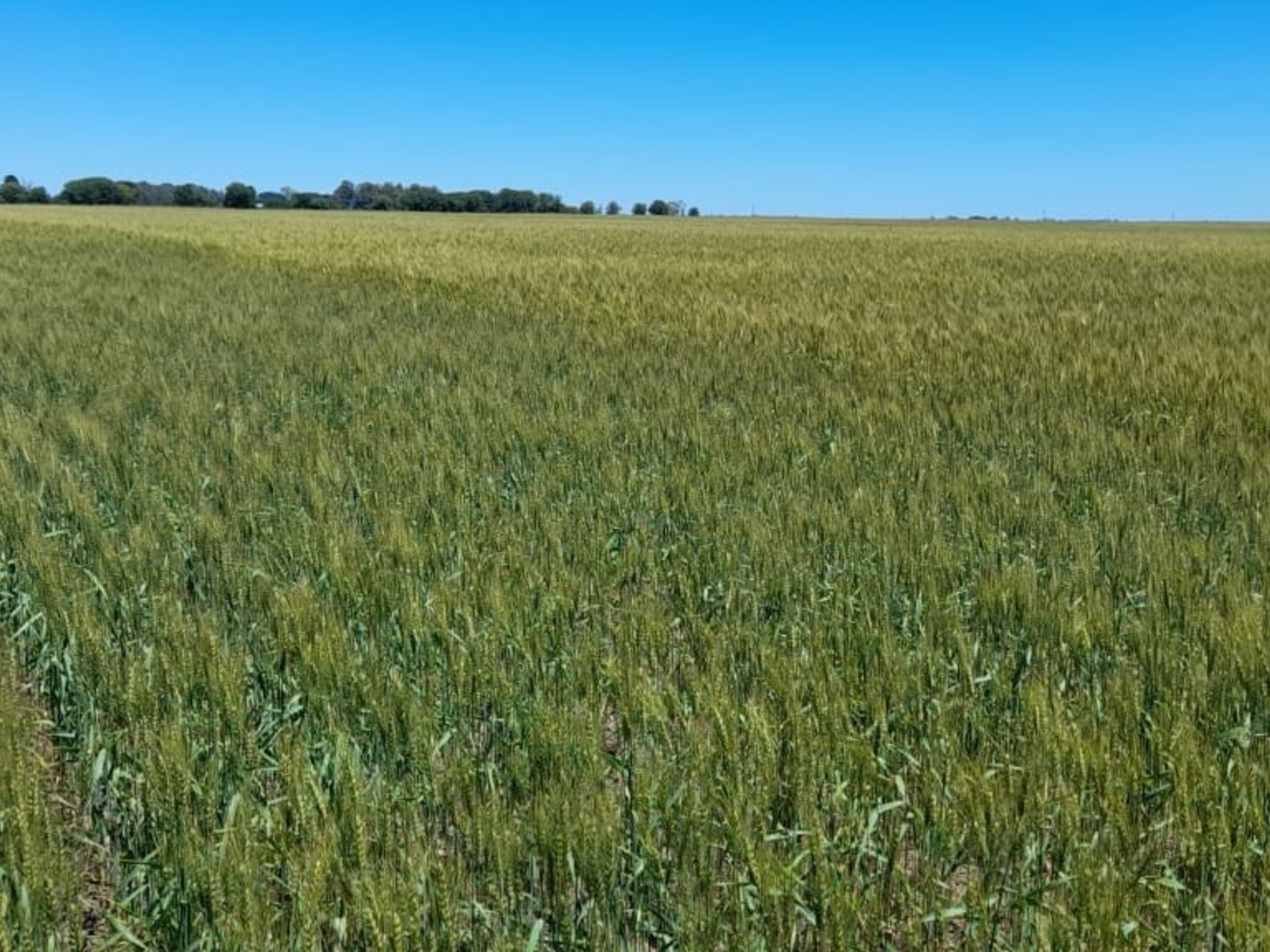 De la mano de los cereales, el uso de fertilizantes creció 3% en 2025 y superó las 5 millones de toneladas