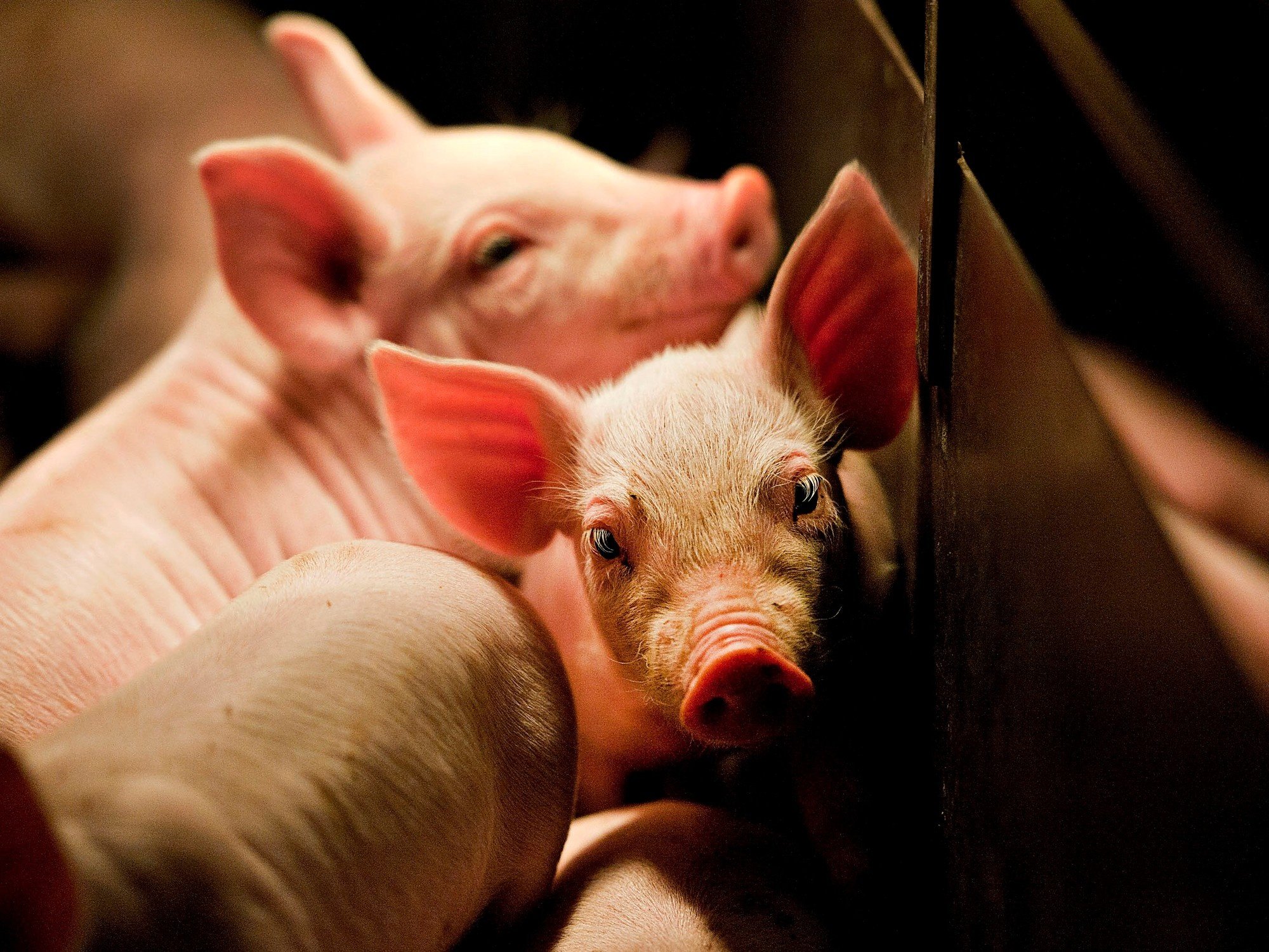 La producción porcina cerró el 2025 con números récord pero inquieta la rentabilidad