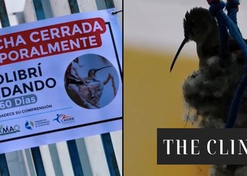 Municipalidad de Mejillones decretó el cierre de una cancha por 60 días ante la presencia de una hembra de colibrí anidando