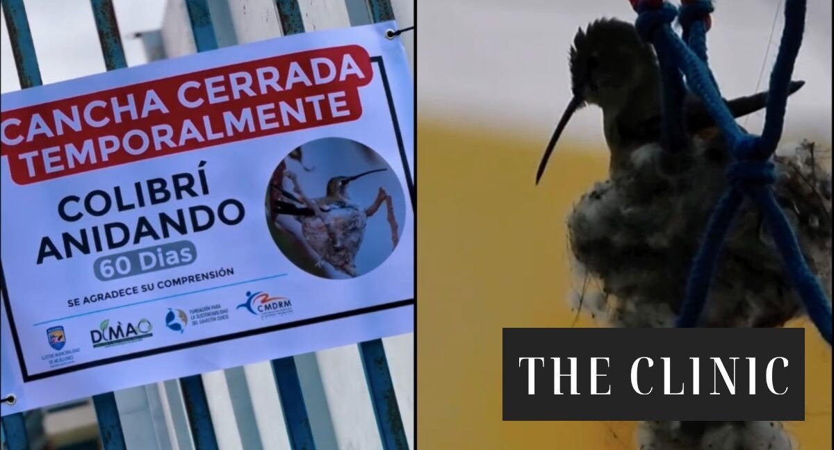 Municipalidad de Mejillones decretó el cierre de una cancha por 60 días ante la presencia de una hembra de colibrí anidando