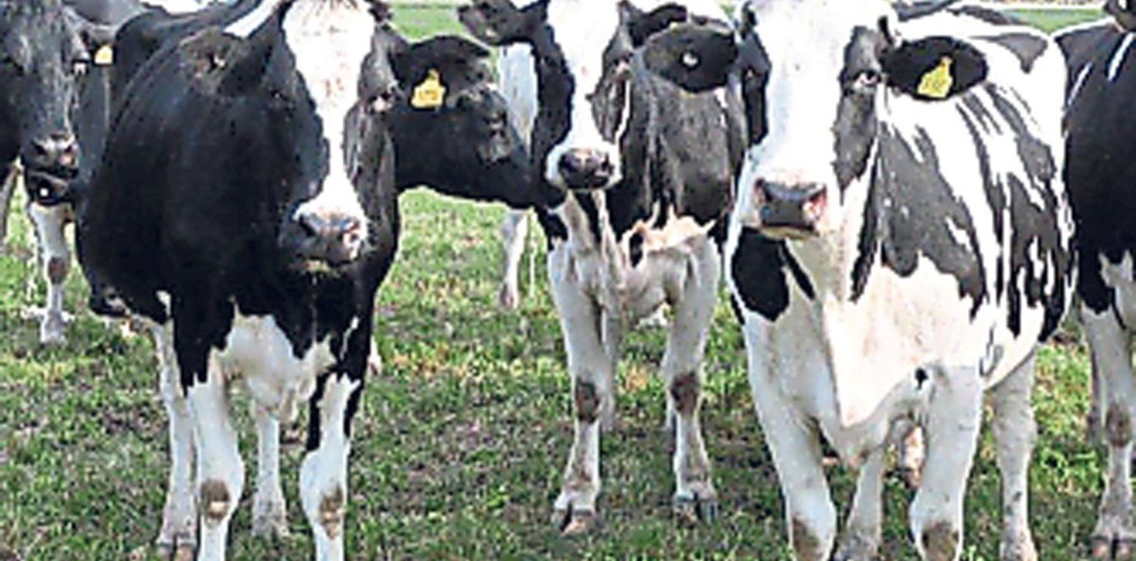 Día del Tambero: cayó 10% la facturación y algunos productores exploran un nuevo modelo de negocios