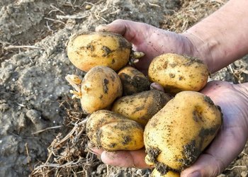 Una “rara” buena noticia para los productores de papa: la siembra cayó un 12%